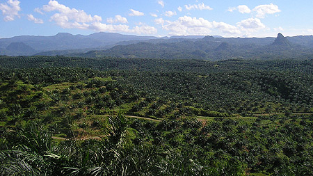 Treibstoff statt Nahrung: Palmölplantage in Indonesien