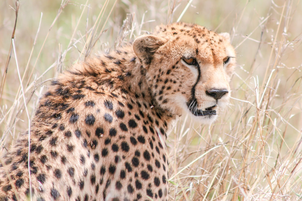 Gepard in Masai Mara - Aufgenommen vom Autor 2006