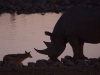 Schakal und Nashorn