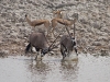Oryxantilopen