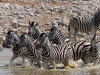Zebras
