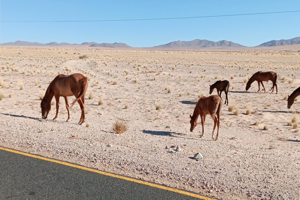 Schon nach wenigen Kilometern treffe ich auf die Wildpferde der Namib, die entspannt am Straßenrand grasen. Foto: Autor